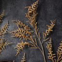 Artificial Asparagus Fern Desert
