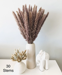 Brown Pampass Grass