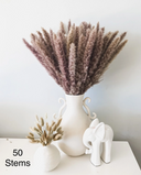 Brown Pampass Grass